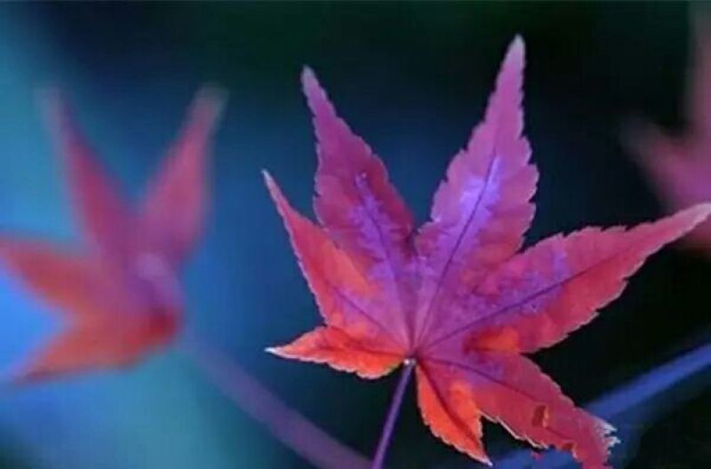 干虾