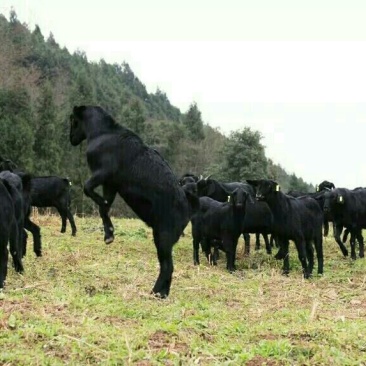 羊肉山羊肉否