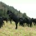 羊肉山羊肉否