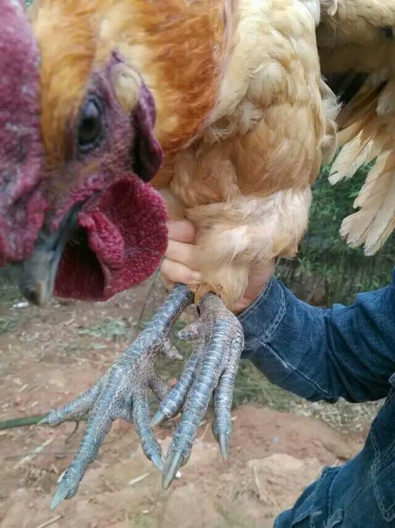 乌鸡