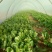 大叶菠菜20~25厘米