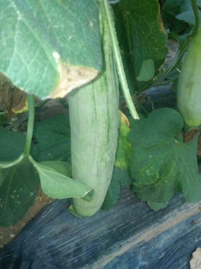 甜瓜博洋9号羊角蜜1斤以上产地现货量大货源充足