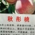 冬桃苗30cm以下