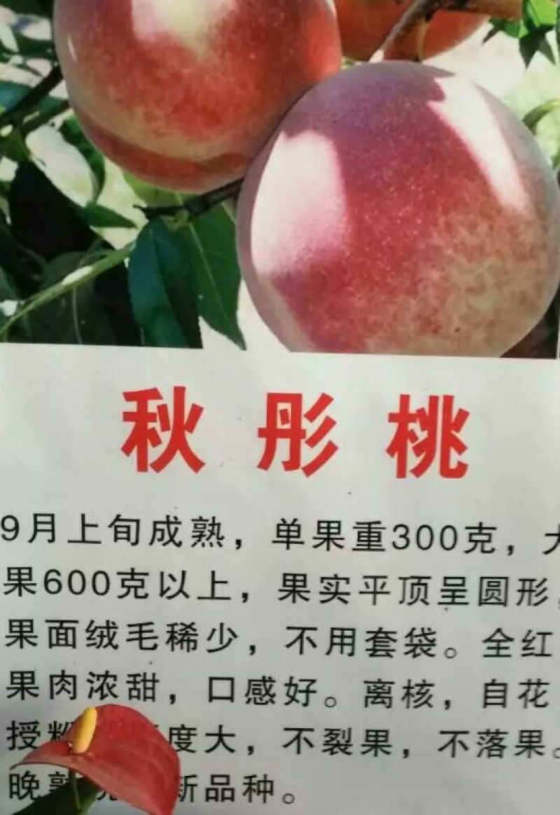 冬桃苗30cm以下