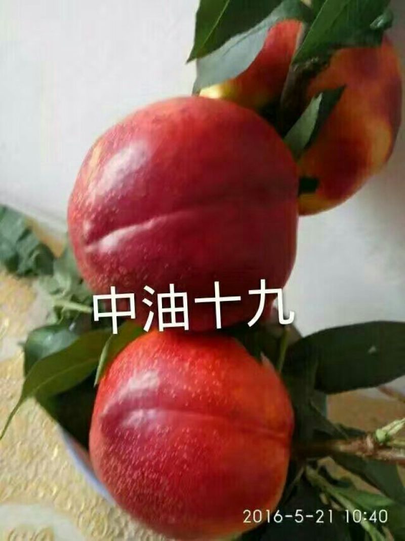 桃树苗80cm以上