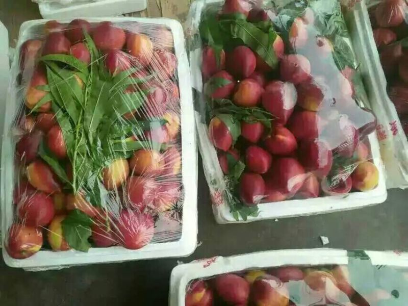 山东大棚油桃大量上市，货源充足，价格不高，代办一切手续