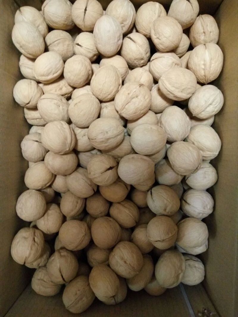 薄皮核桃去皮