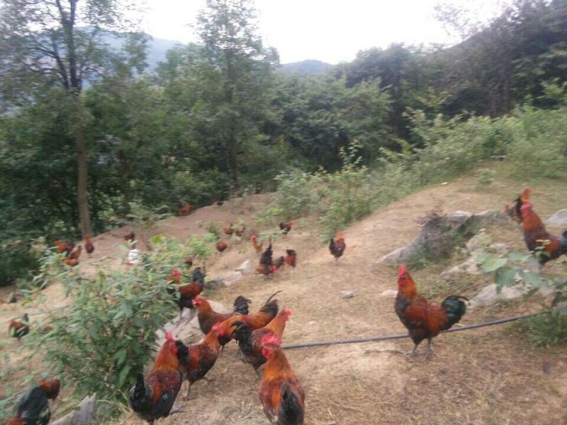 现货贵州血毛土鸡脱温鸡苗