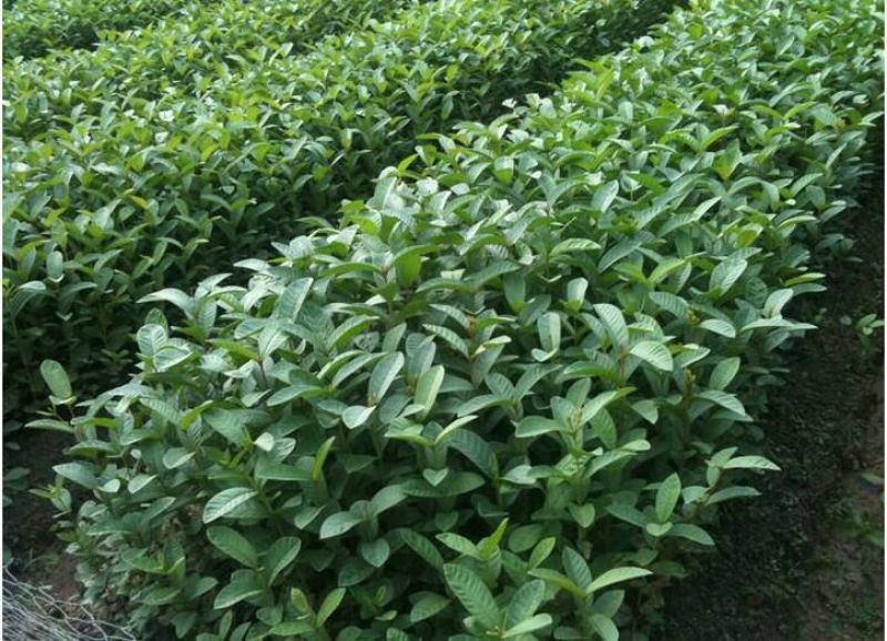 番石榴苗白肉番石榴，红肉番石榴50~80cm