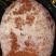 柿饼1~2两