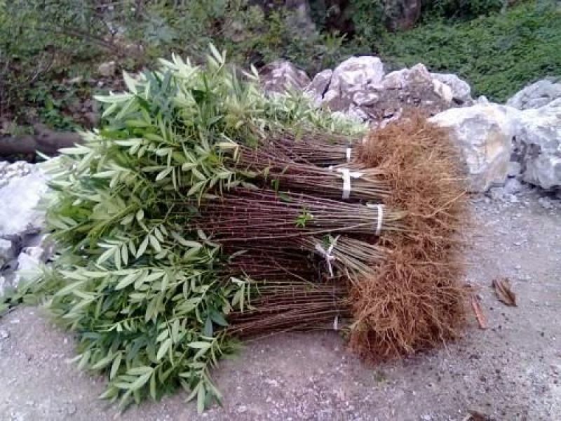 花椒树