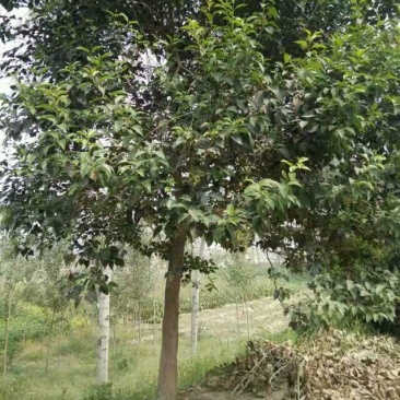 大叶女贞4cm以下
