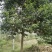 大叶女贞4cm以下