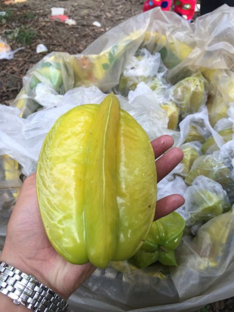 红杨桃
