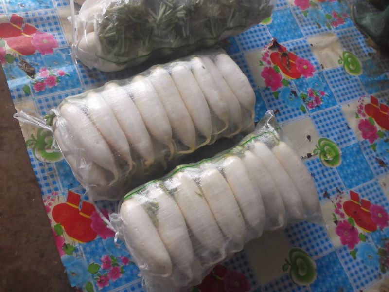 白萝卜2~2.5斤起