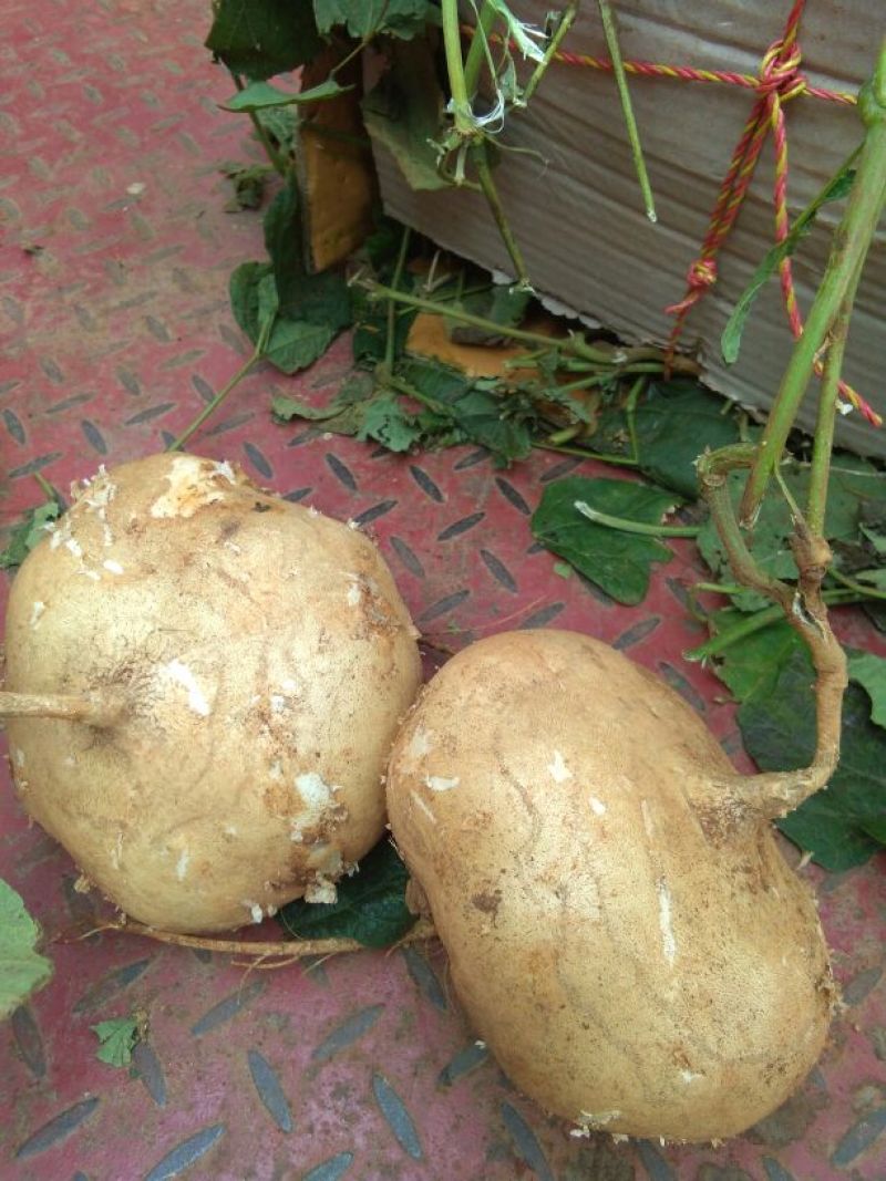 凉薯地瓜冬春季节各种蔬菜大量有货产地一手货源