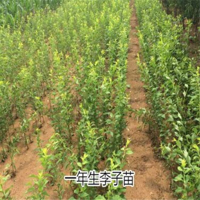 茵红李苗