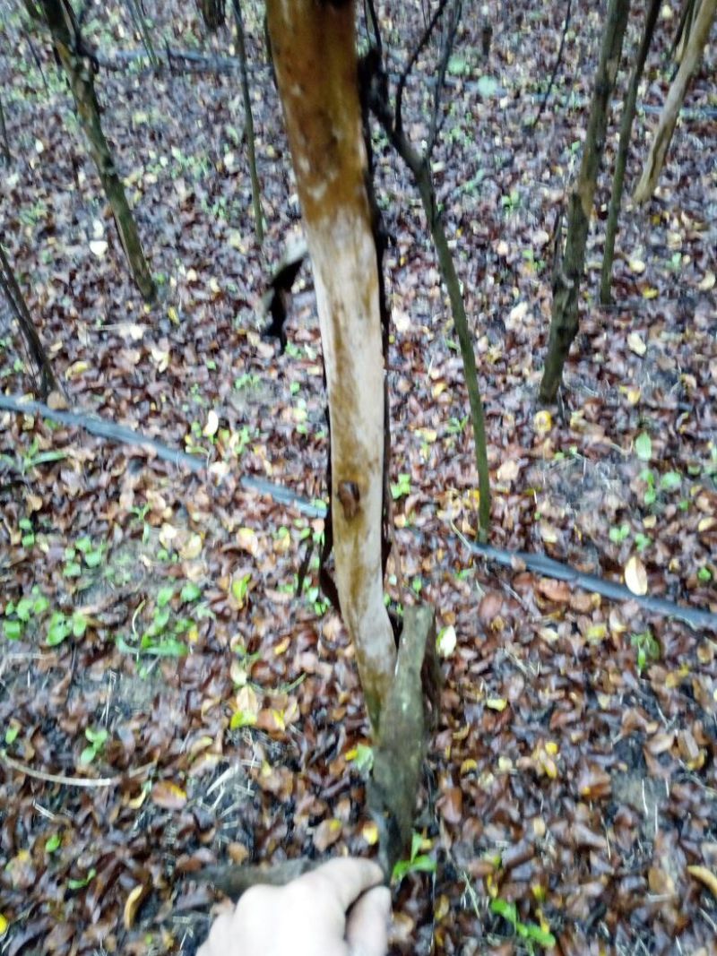 速生紫薇6~8cm2.5~3米1~2米