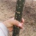 国槐4~6cm4~6cm1~2米