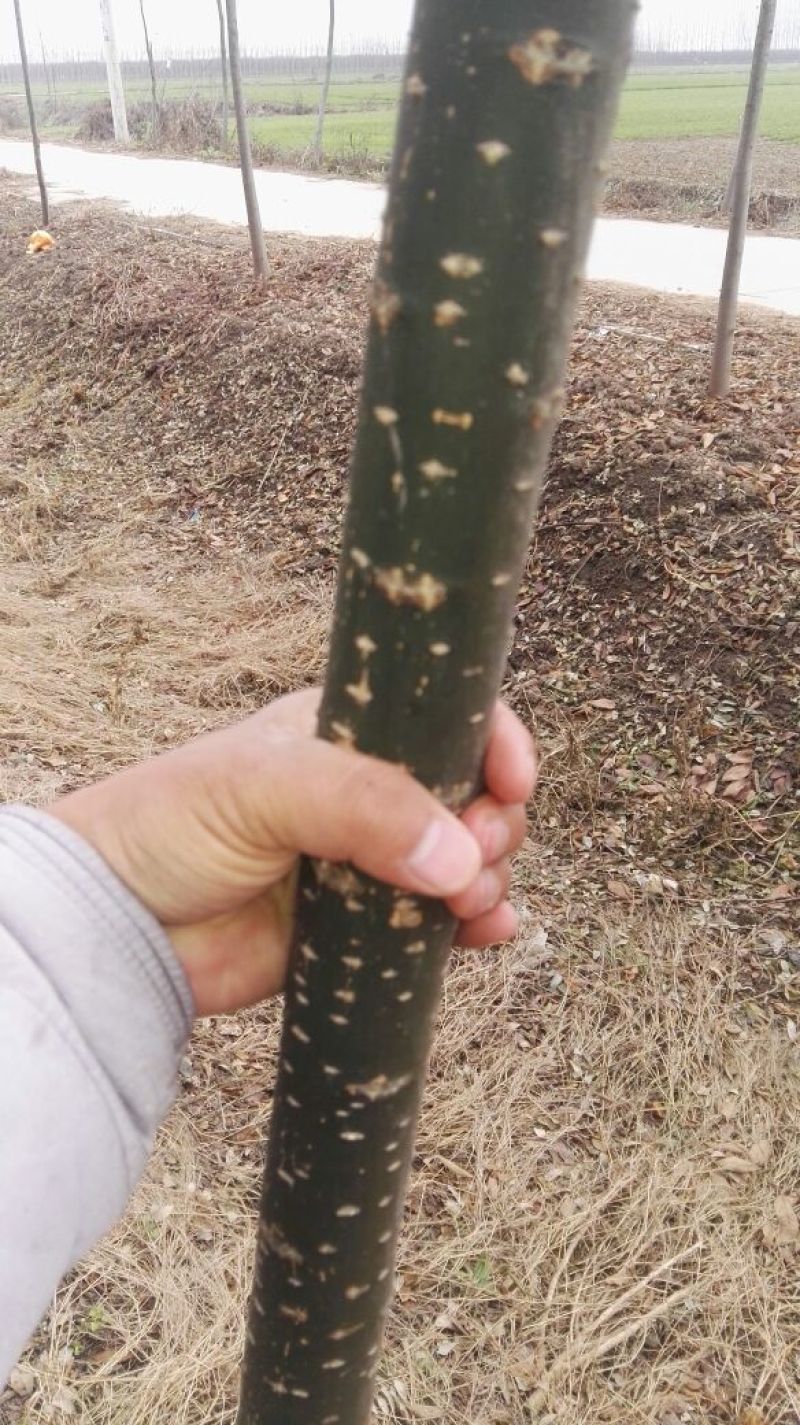 国槐4~6cm4~6cm1~2米