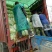河南省商丘市精品青杂三号白菜6斤—10斤诚信经营信誉为上