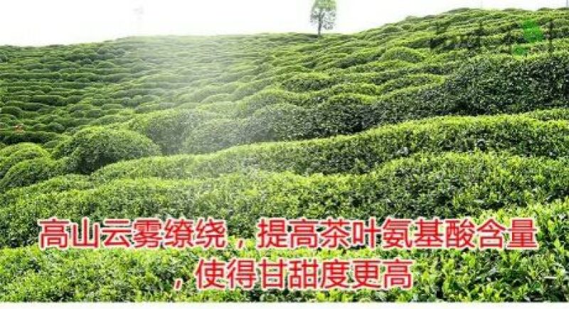 五峰绿茶