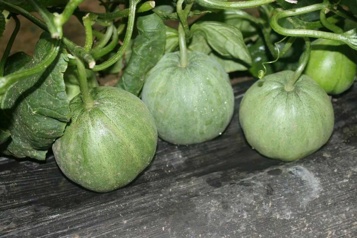 山东潍坊市寒亭区绿宝甜瓜 0.5斤以上批发_张