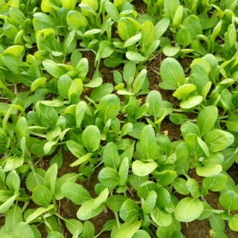 大叶菠菜25~30厘米