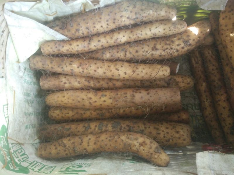白玉山药3-5厘米通货30~35厘米