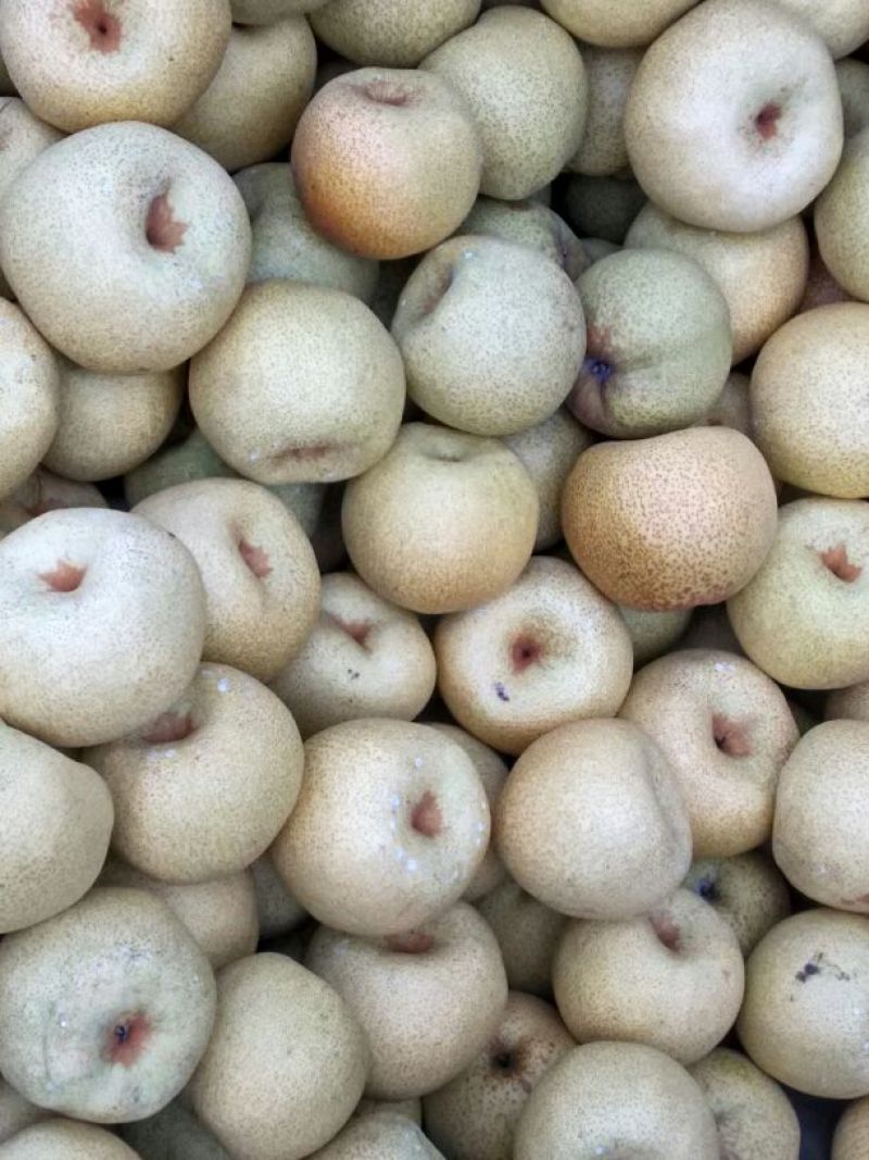 砀山梨300~350g光果