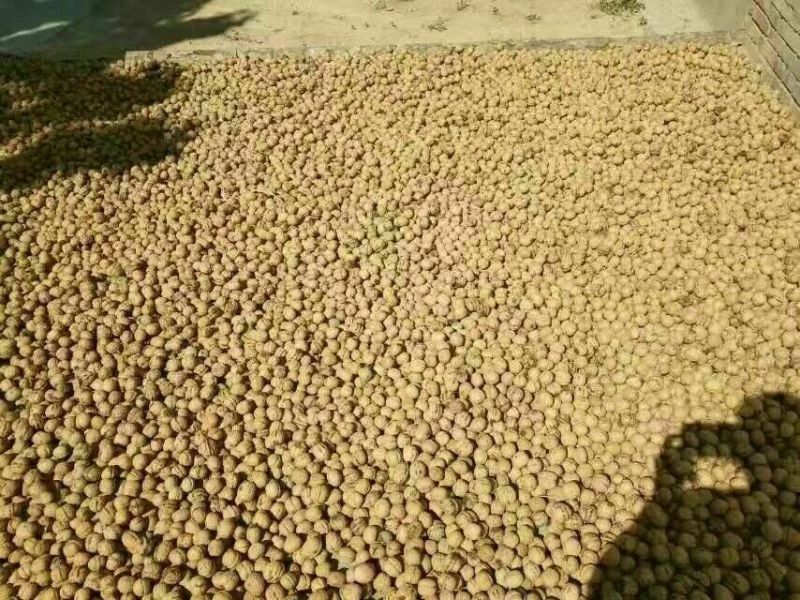 香玲核桃25mm以下去皮干