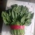 大叶菠菜25~30厘米
