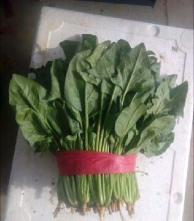 大叶菠菜25~30厘米