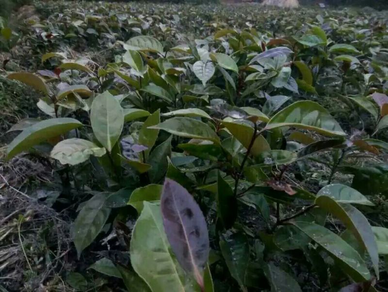 油茶苗70~100cm