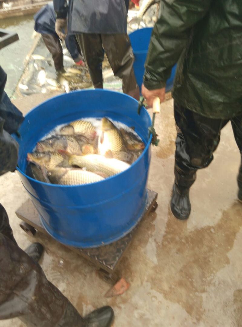 池鲤鱼食用2~3公斤