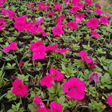 矮牵牛石竹一串红孔雀草几十种草花杯苗大量供应
