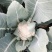 白花菜