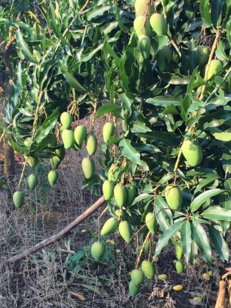 台农一号芒果2两以上