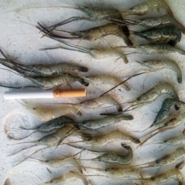 青虾食用26~30只/kg