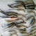 青虾食用26~30只/kg