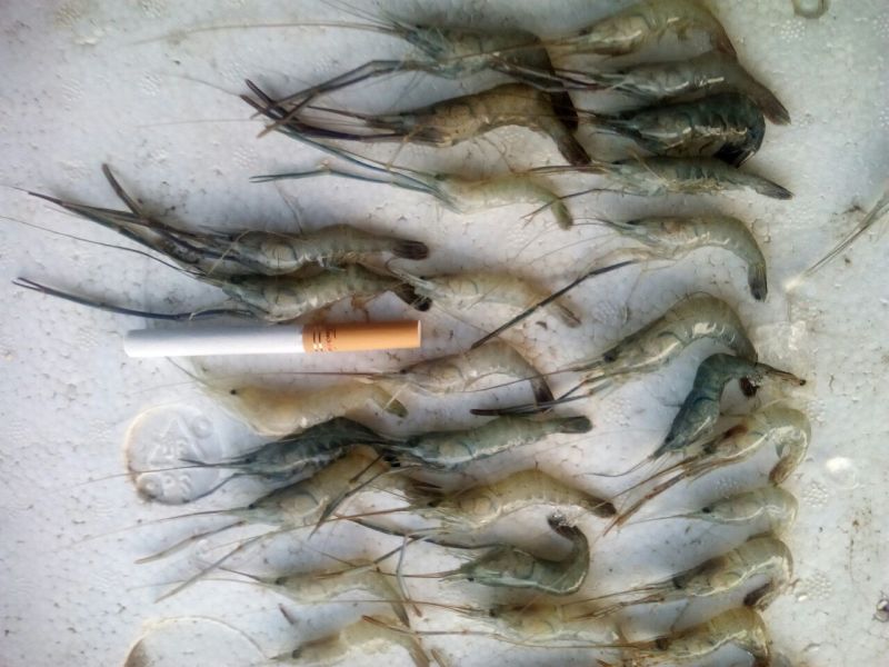 青虾食用26~30只/kg
