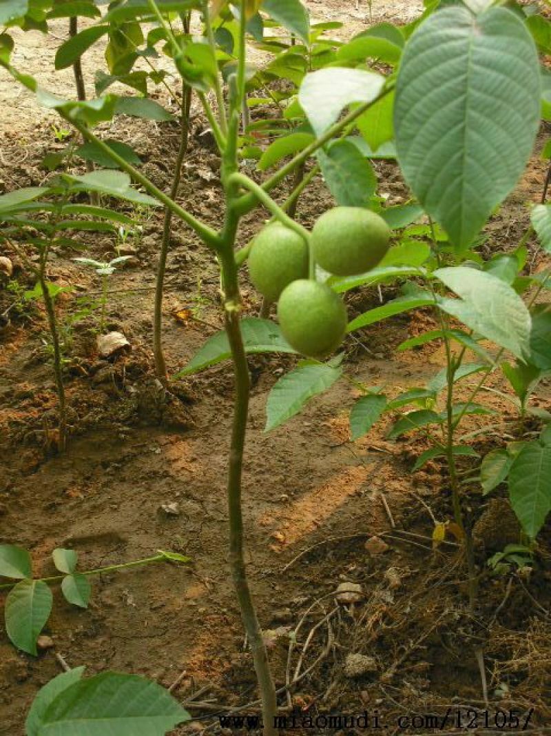 核桃苗50~100cm一年苗