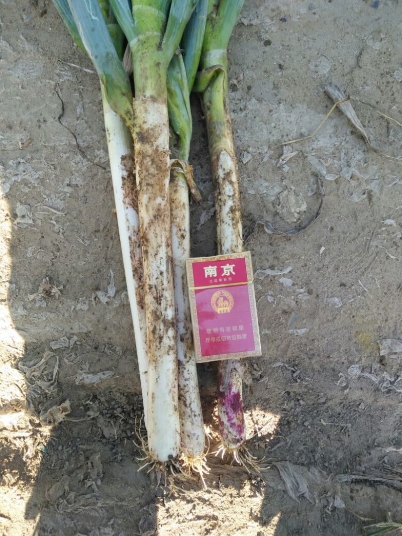 铁杆大葱安丘大棚葱质量好便宜