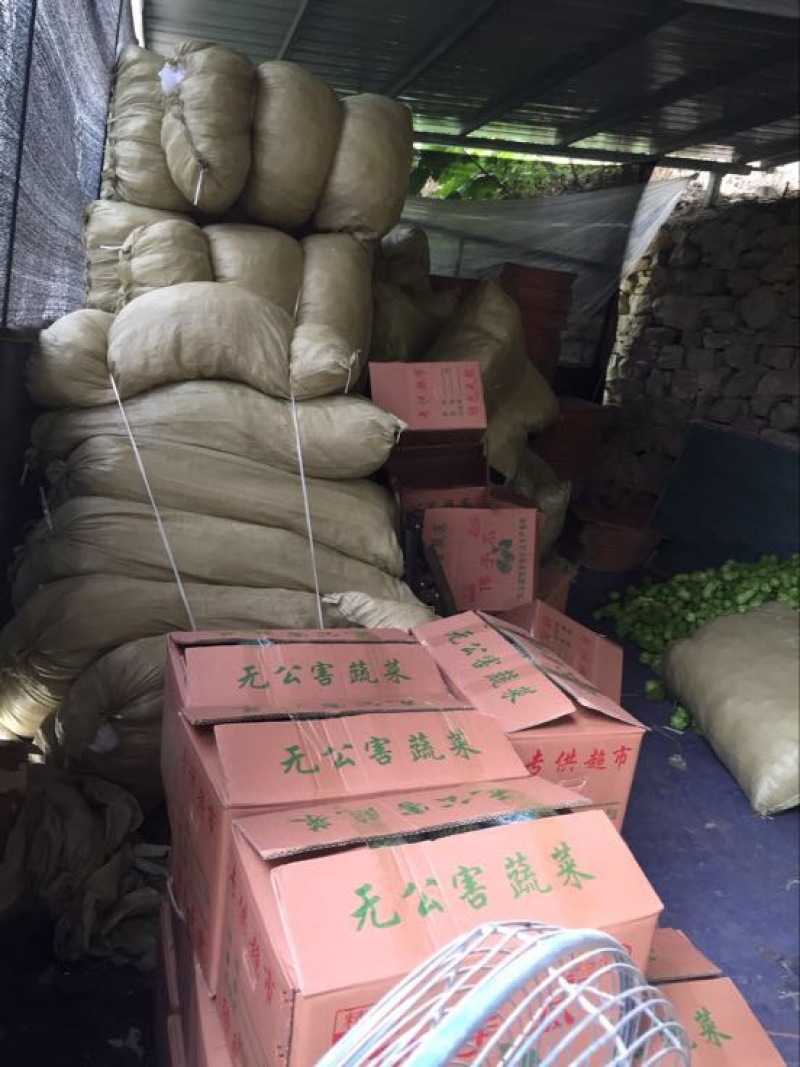 佛手瓜，优质山东货源精品，网套加泡沫箱等