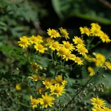 菊花茶