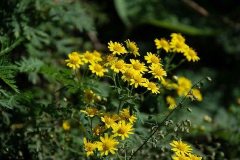 菊花茶