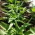 油麦菜25~30厘米以上