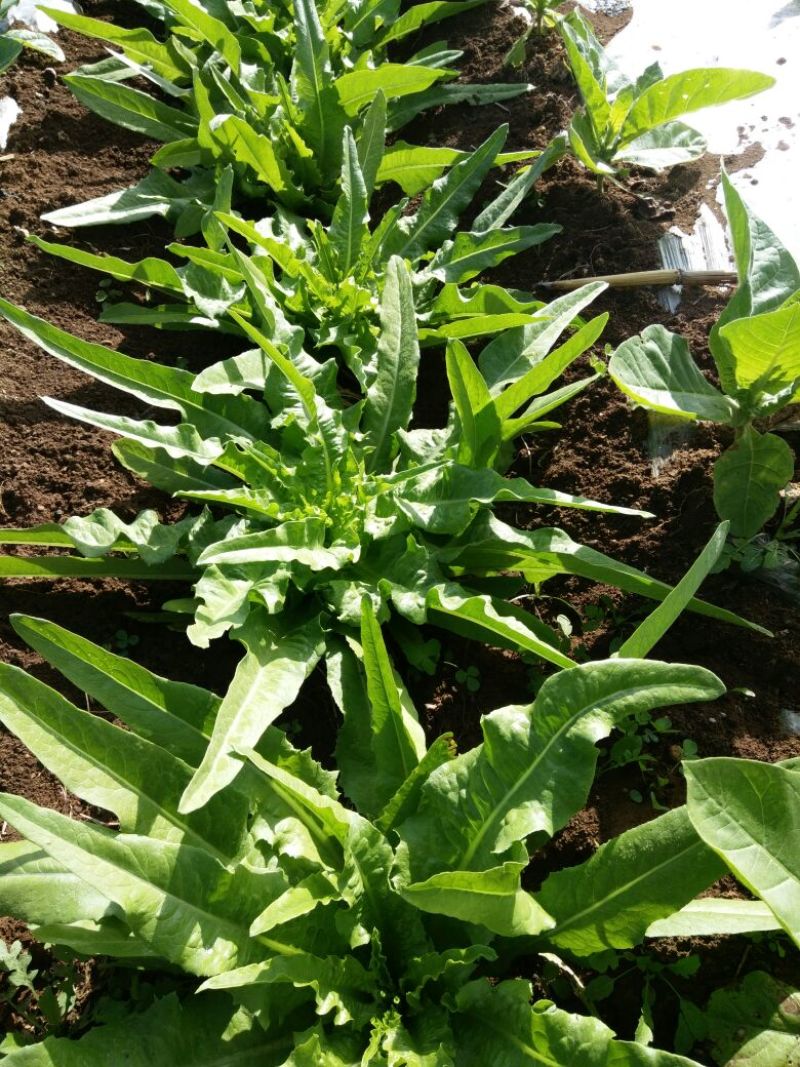 油麦菜25~30厘米以上