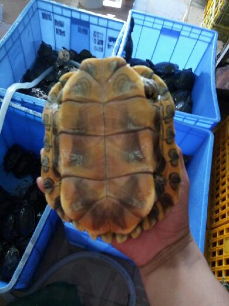 巴西龟红尔龟