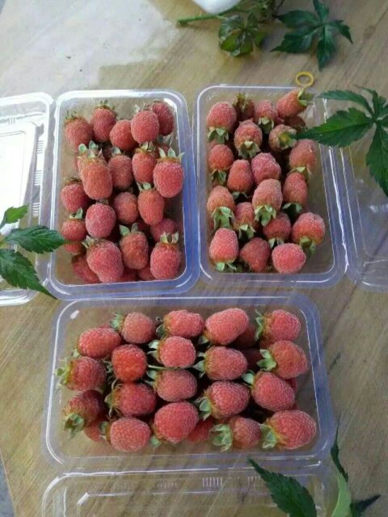 树莓苗野生高产红树莓苗